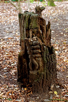 Carving in tree trunk