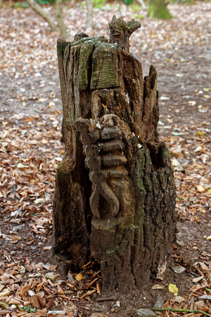 Carving in tree trunk