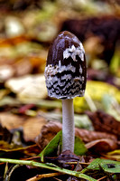 Magpie Inkcap, melting