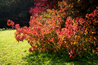 Scotney Castle Gardens, Kent