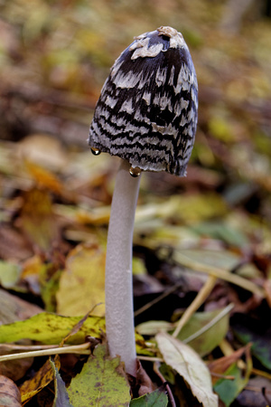 Magpie Inkcap.