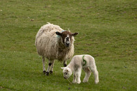 Lambing season