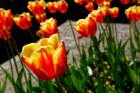 Tulips in bed in town