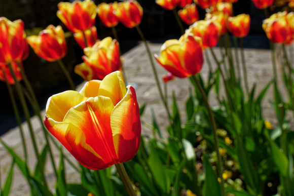 Tulips in bed in town