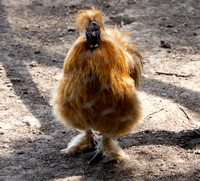 Silky Chicken