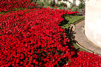 Poppies at the Tower